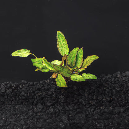 Cryptocoryne Wendtii (Red, Green, or Brown)