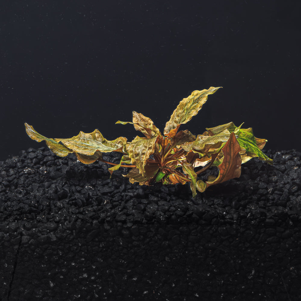 Cryptocoryne Wendtii (Red, Green, or Brown)