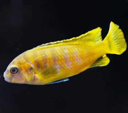 Chindongo saulosi Mbuna German Blood (Juveniles 2"+)