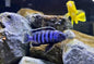 Chindongo saulosi Mbuna German Blood (Juveniles 2"+)