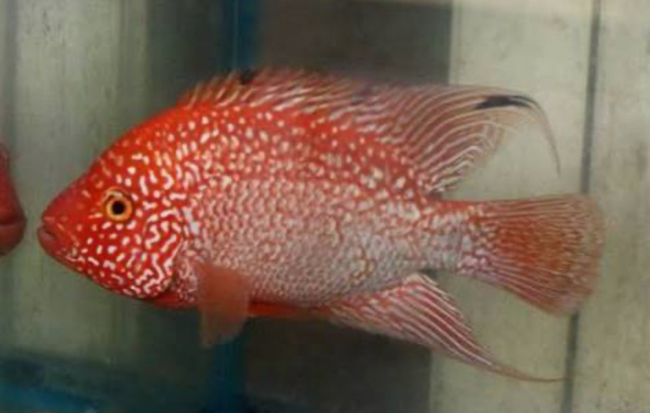 SRT F4 Super Red Texas Cichlid