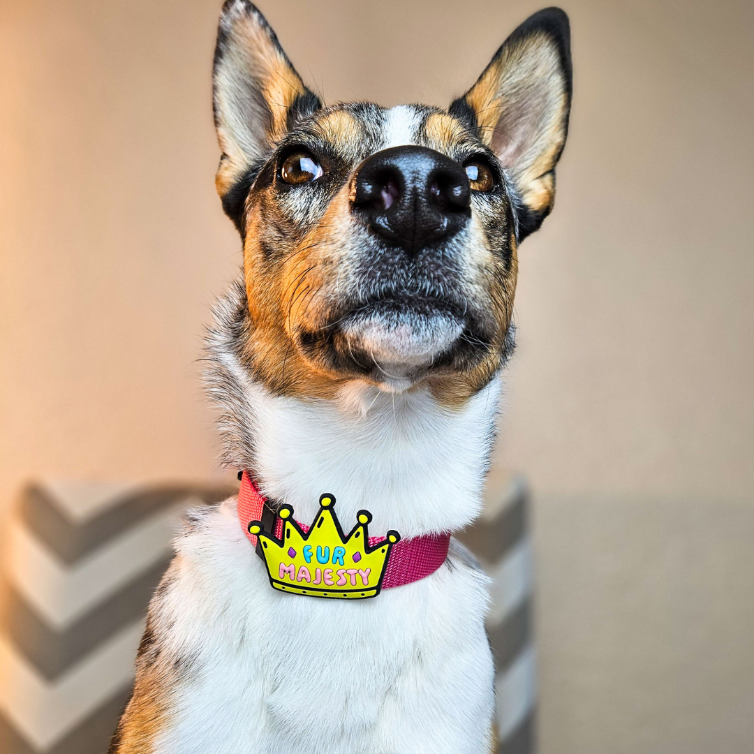 Fur Majesty Dog Jiby