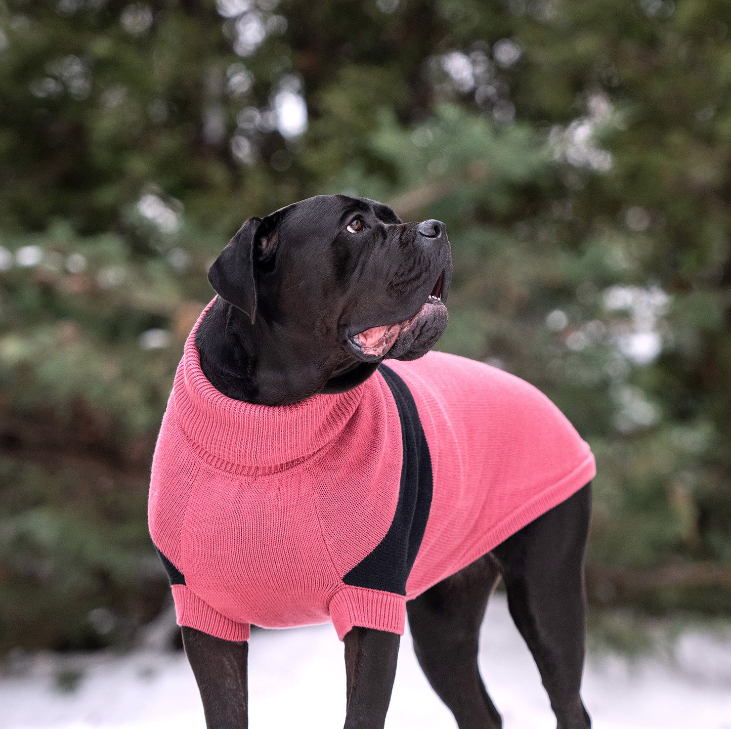 Catalyst Sweater