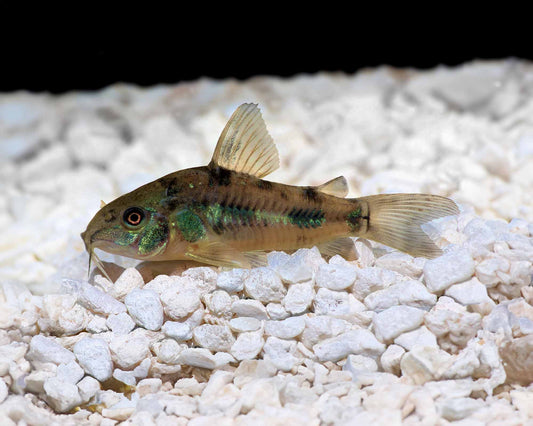 Peppered Corydoras (Corydoras paleatus)