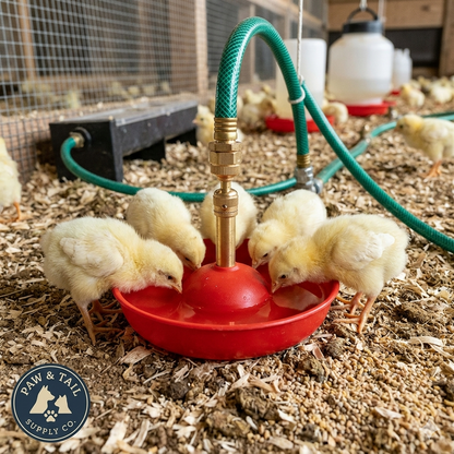 Little Giant Baby Chick Automatic Poultry Fount 2-Pack