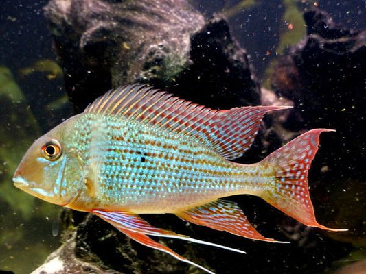 Geophagus surinamensis