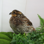 Georgia Giant Quail Hatching Eggs