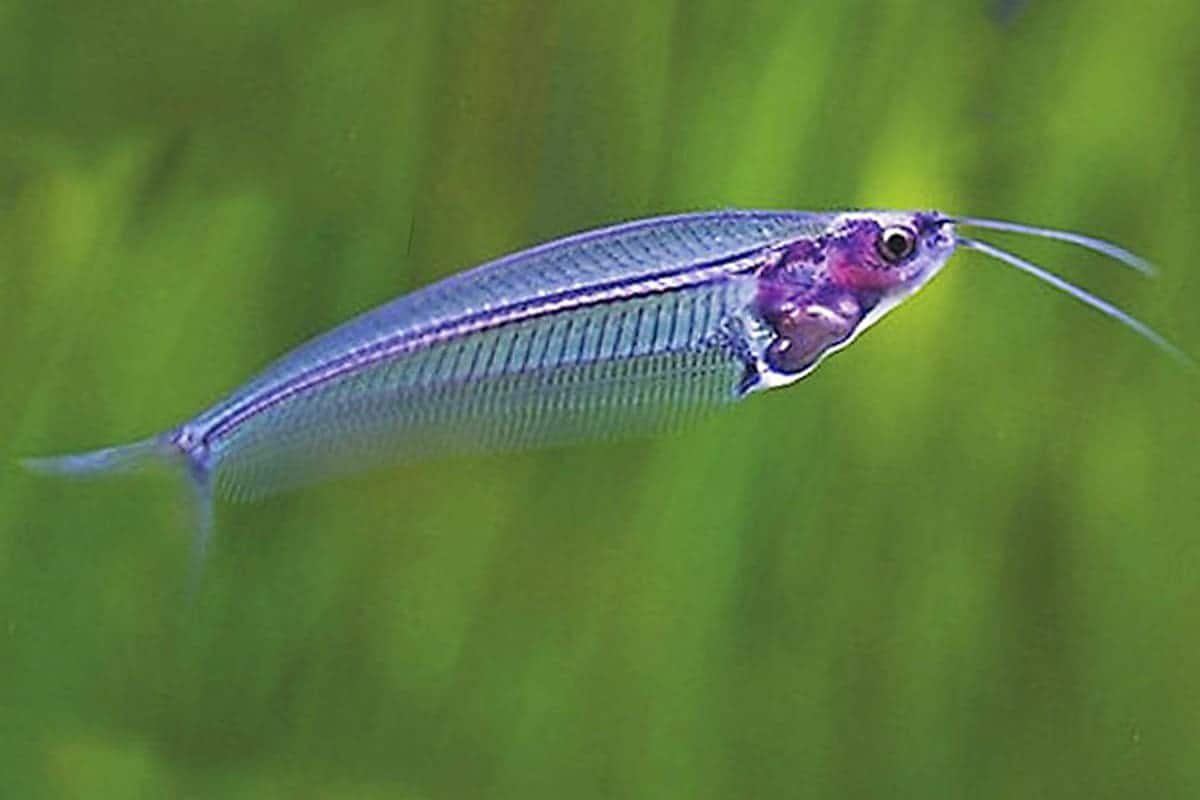 Glass catfish (Ghost Catfish or Phantom Catfish)