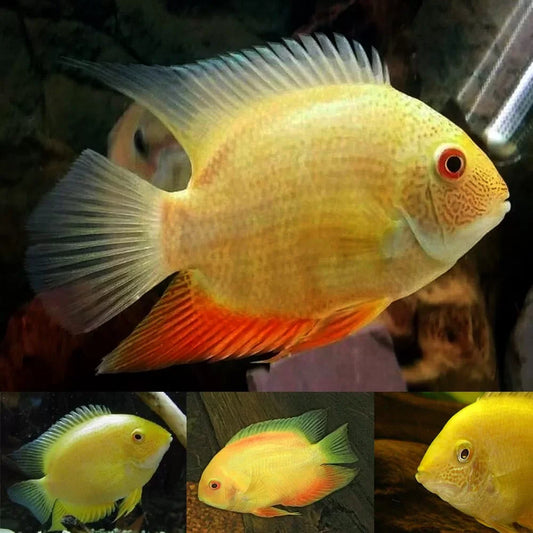 Red Spot Gold Severum (Heros cf. efasciatus)