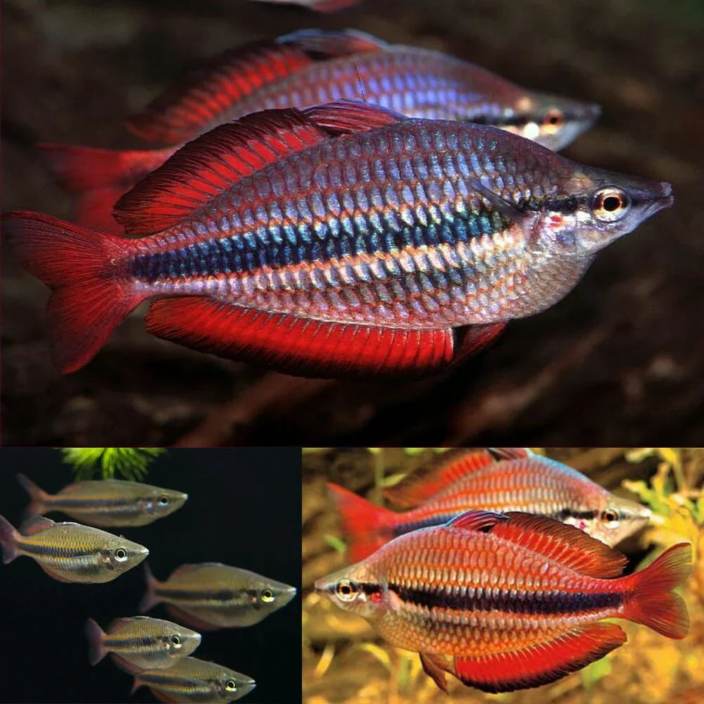 Goyder River rainbowfish (Melanotaenia trifasciata) (PAIR)
