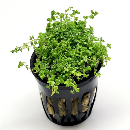 Dwarf Baby Tears (Hemianthus Callitrichoides)