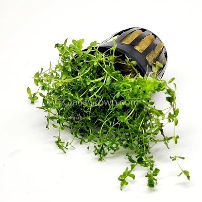 Potted Pearlweed