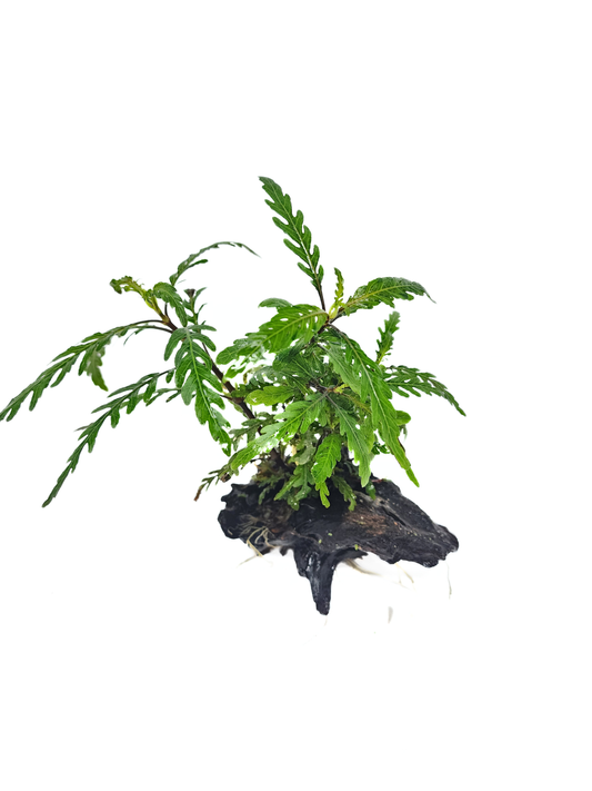 Hygrophila pinnatifida on Driftwood
