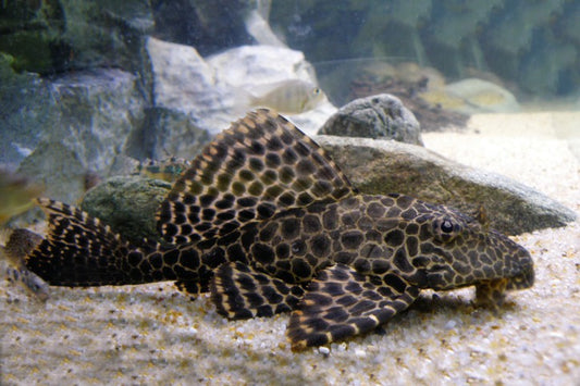 Gibbicep Pleco
