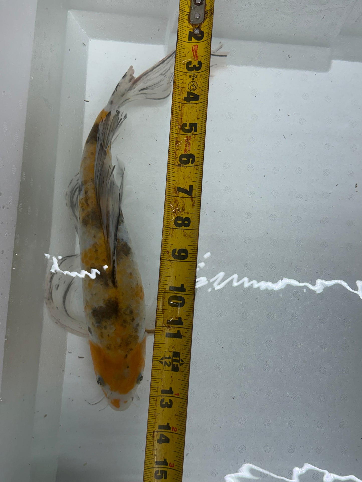 Butterfly koi