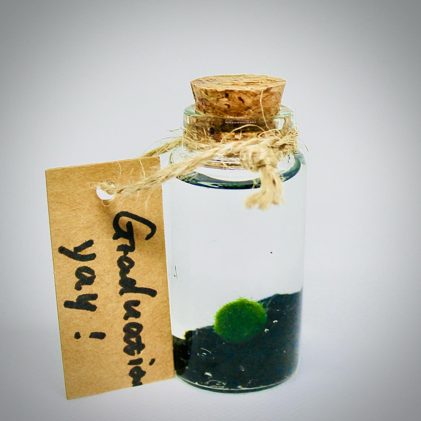 Hot Sale: Live Mini Marimo Moss Ball White and Black Pebbles Glass Bottle Glass Jar