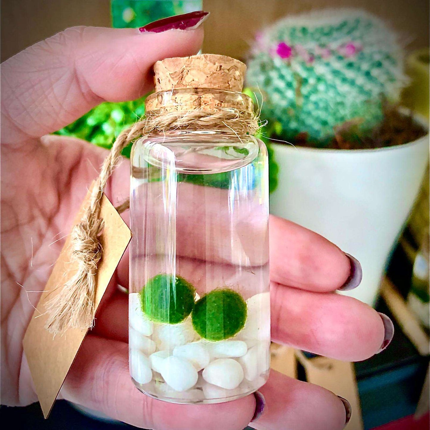 Hot Sale: Live Mini Marimo Moss Ball White and Black Pebbles Glass Bottle Glass Jar