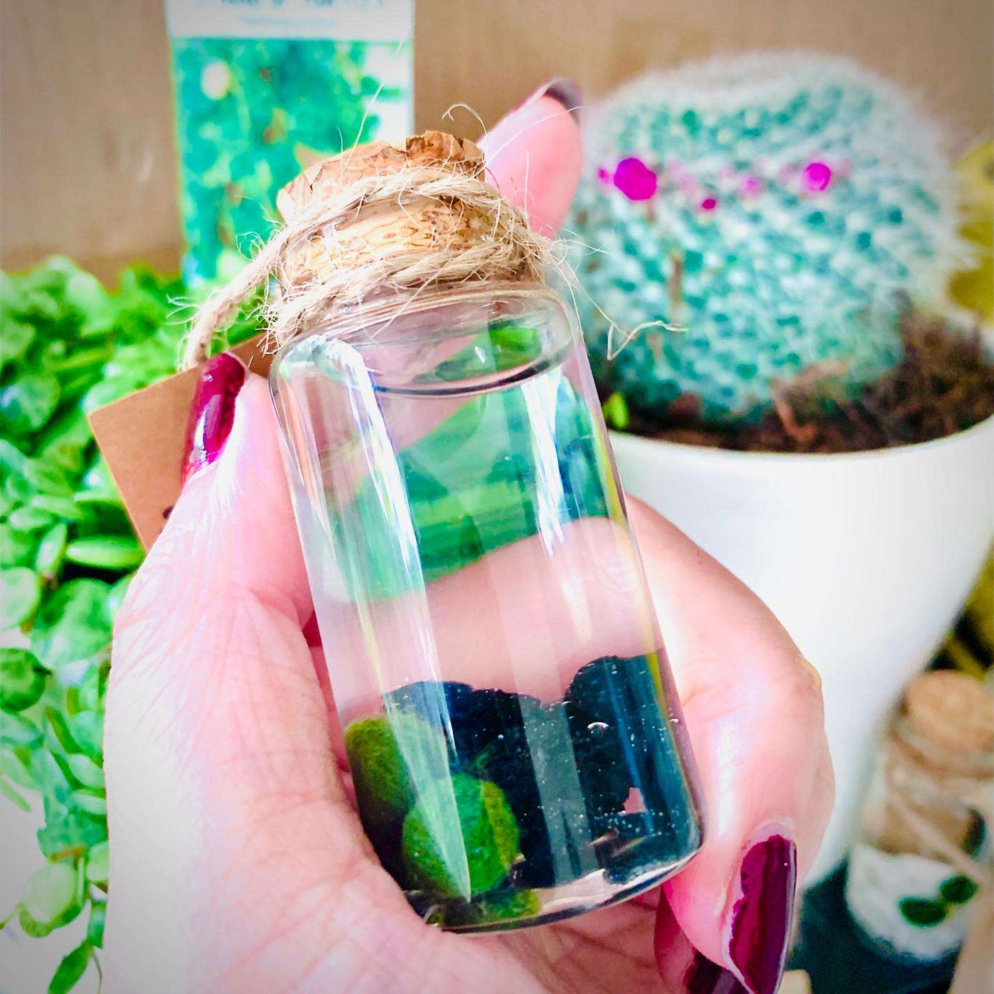 Hot Sale: Live Mini Marimo Moss Ball White and Black Pebbles Glass Bottle Glass Jar