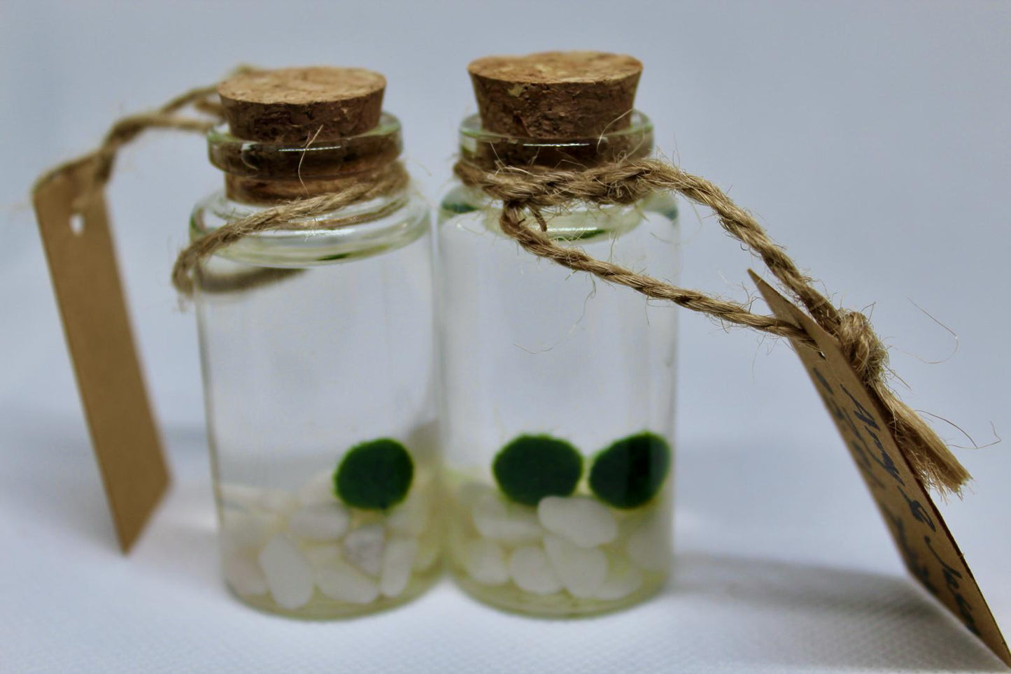 Hot Sale: Live Mini Marimo Moss Ball White and Black Pebbles Glass Bottle Glass Jar