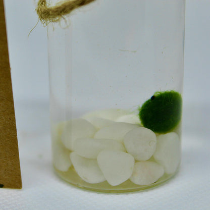 Hot Sale: Live Mini Marimo Moss Ball White and Black Pebbles Glass Bottle Glass Jar