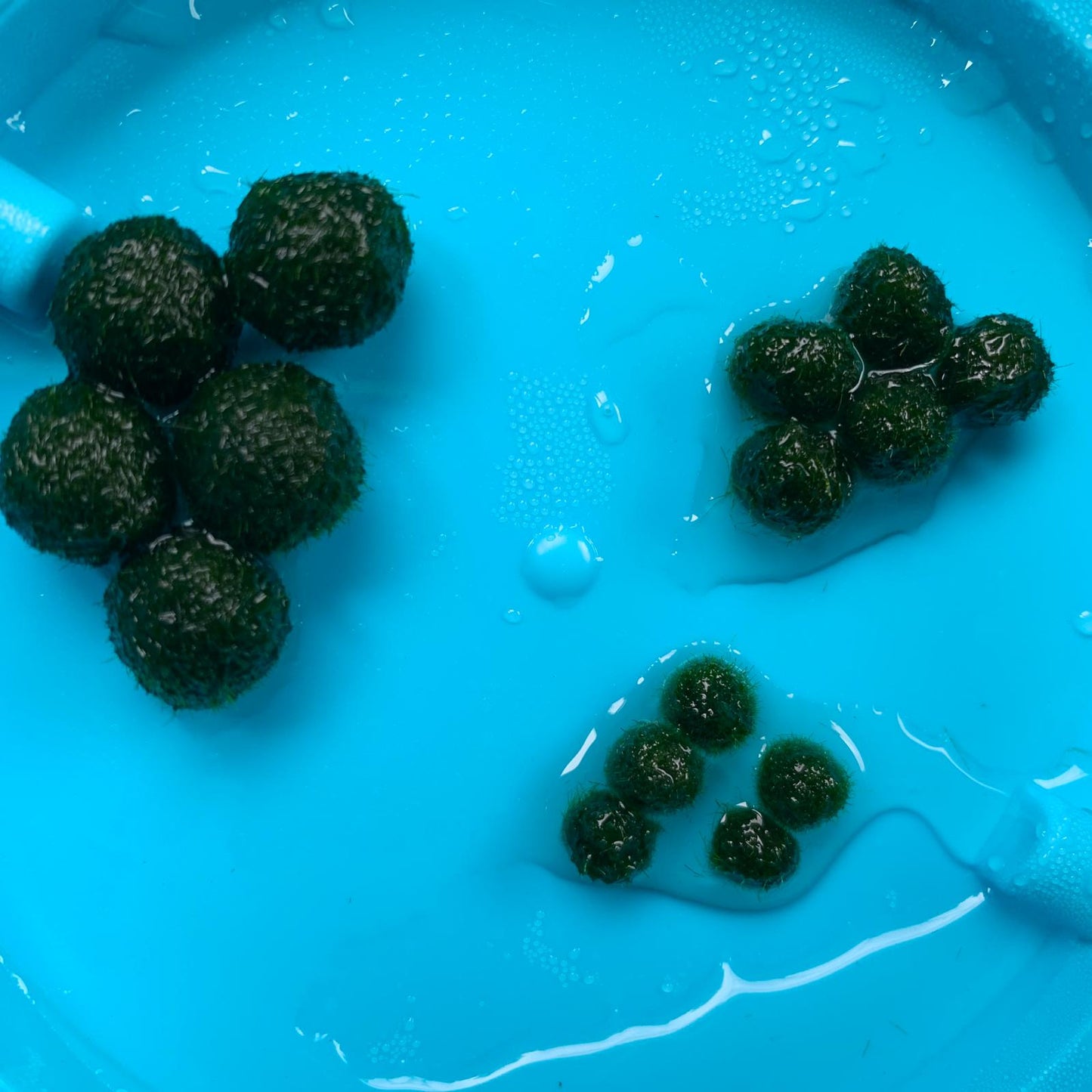 Sample Marimo Moss Balls For Aquarium Multiple Size - Kokedama Japanese Algae Ball
