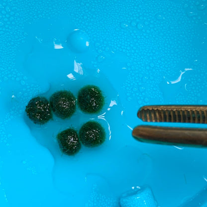 Sample Marimo Moss Balls For Aquarium Multiple Size - Kokedama Japanese Algae Ball