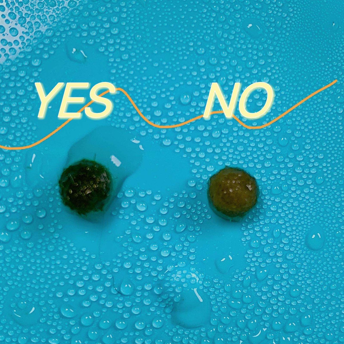 Marimo Moss Ball Aquarium 6-12 Month 0.8-1.5cm Marimo Moss Balls: 5/10/20/50PCS
