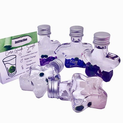 Marimo moss ball kit natural crystal 2PCS gift - Wish Star