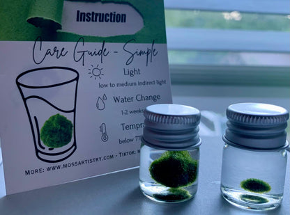 Chubby Marimo Moss Ball Kit Mini Moss Ball Kit