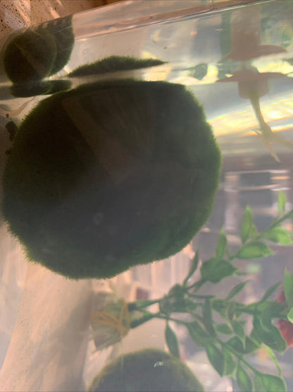 Large Algae Moss Balls Huge About 2.5-3 Inches