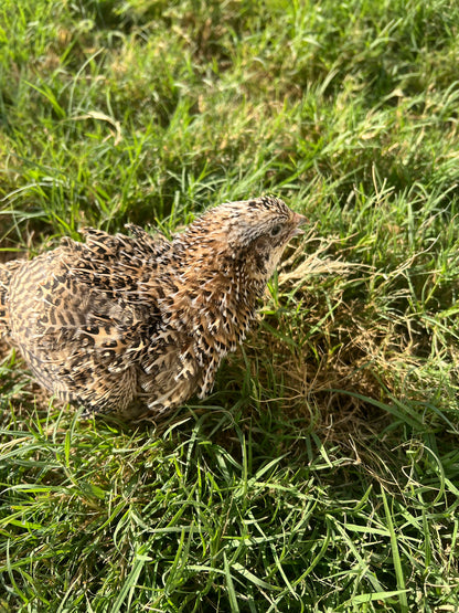 Fertile OZ Collection Quail Eggs for Hatching – Coturnix Quail Eggs – Ideal for Incubation, Breeding, and Backyard Farming