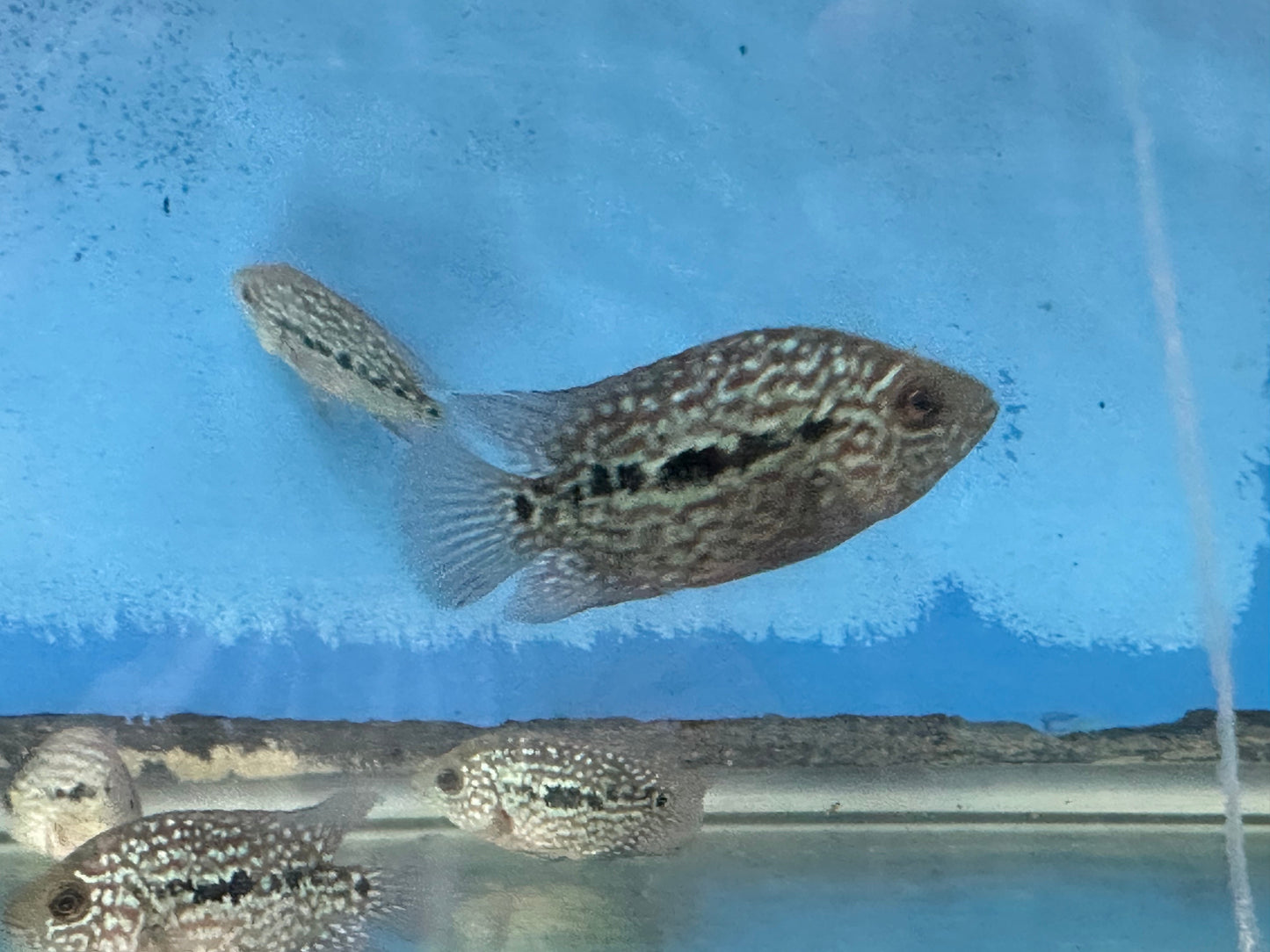 SRT F4 Super Red Texas Cichlid