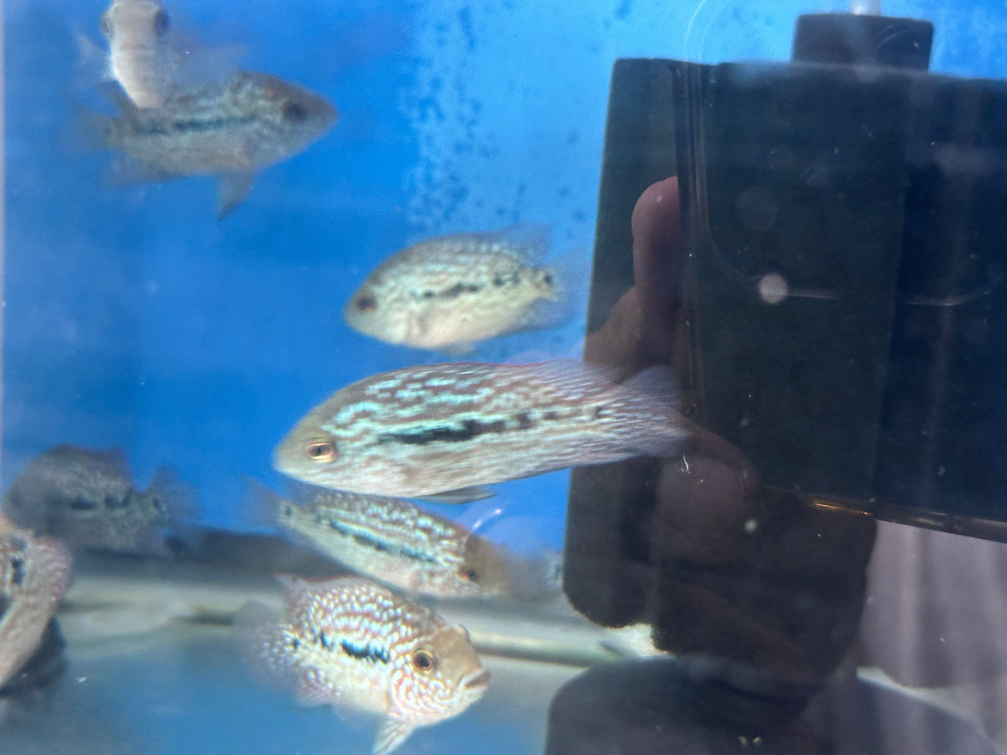 SRT F4 Super Red Texas Cichlid