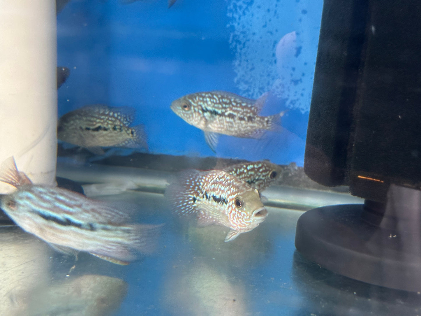 SRT F4 Super Red Texas Cichlid