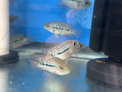 SRT F4 Super Red Texas Cichlid