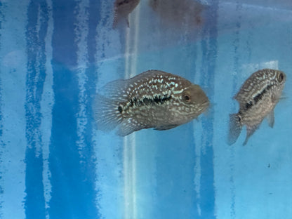 SRT F4 Super Red Texas Cichlid