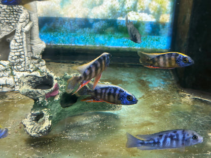 Taiwan Reef Cichlid (Protomelas sp. "Steveni Taiwan")