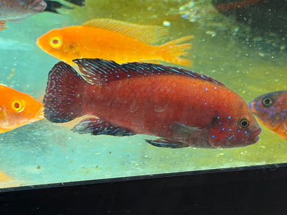 Turkana Jewel Cichlid (Rubricatochromis exsul)
