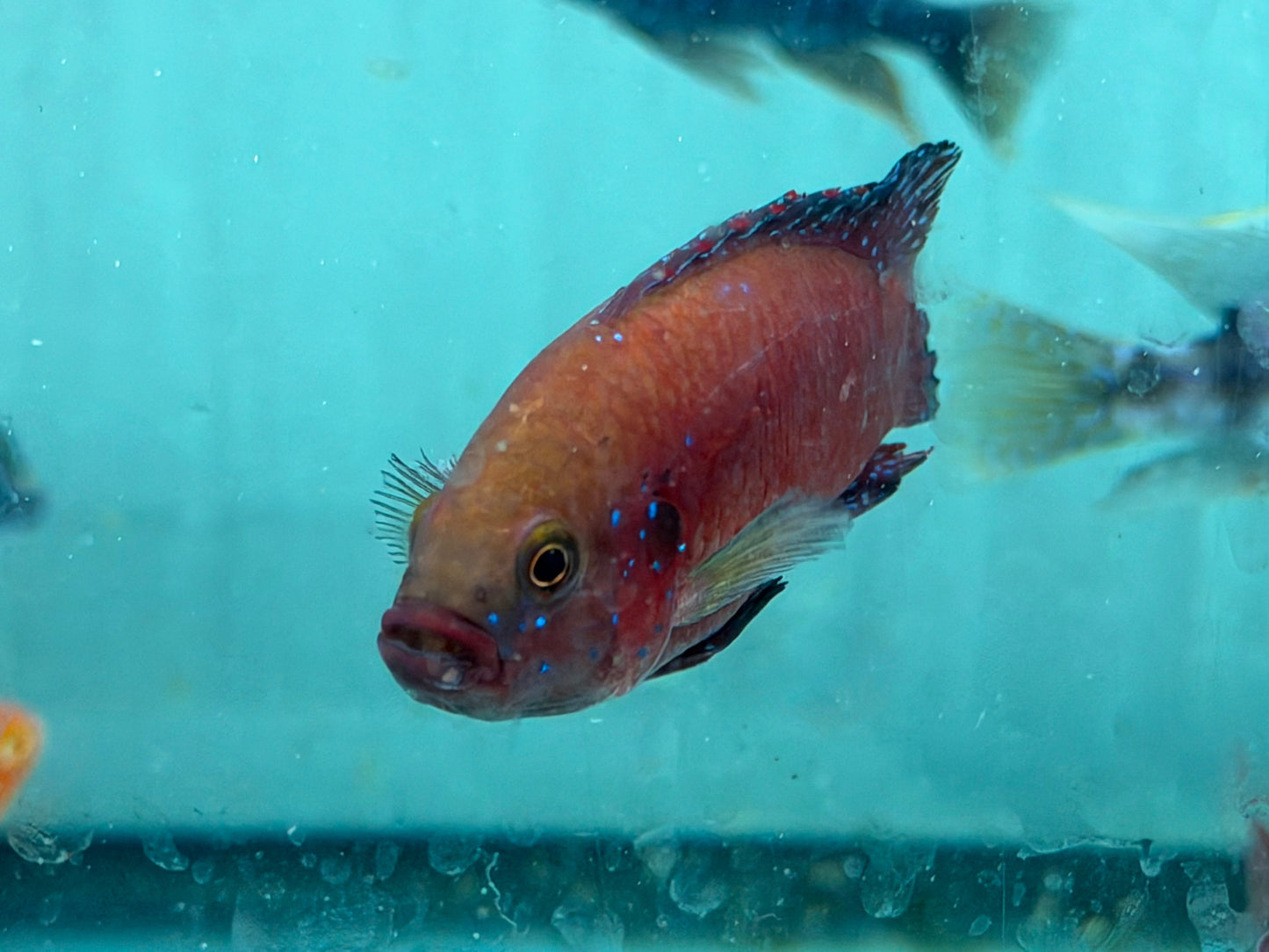 Turkana Jewel Cichlid (Rubricatochromis exsul)