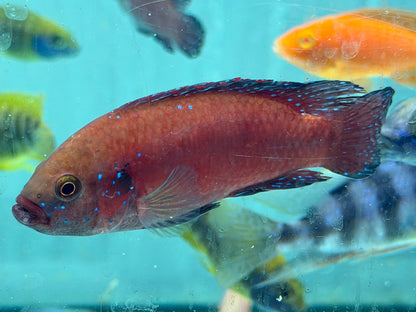Turkana Jewel Cichlid (Rubricatochromis exsul)