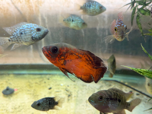 Red Copper Oscar 2.5”-3”