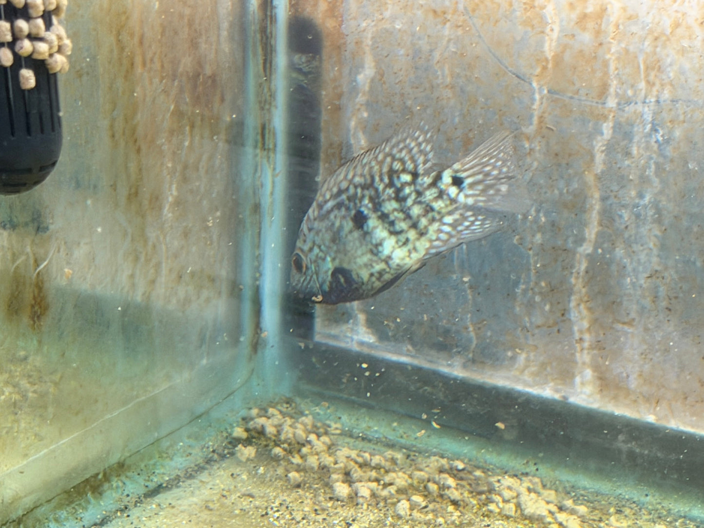 Carpintis Cichlid (Herichthys carpintis)