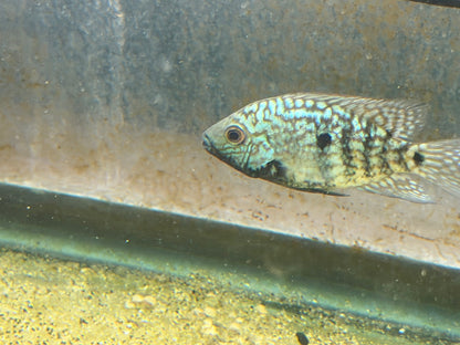 Carpintis Cichlid (Herichthys carpintis)