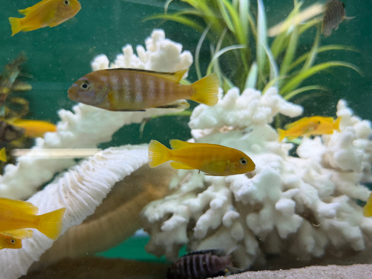 Chindongo saulosi Mbuna German Blood (Juveniles 2"+)