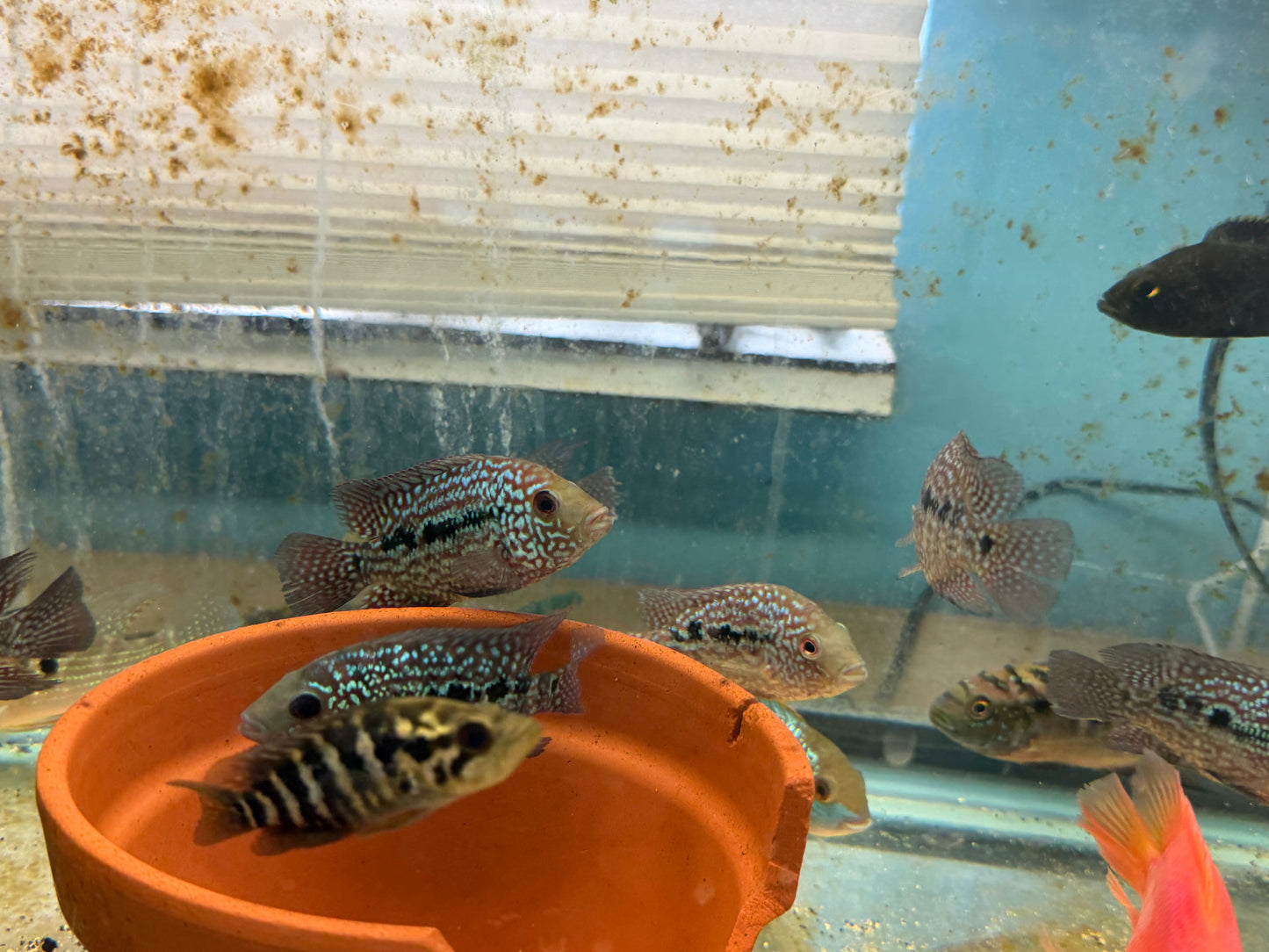 SRT F4 Super Red Texas Cichlid