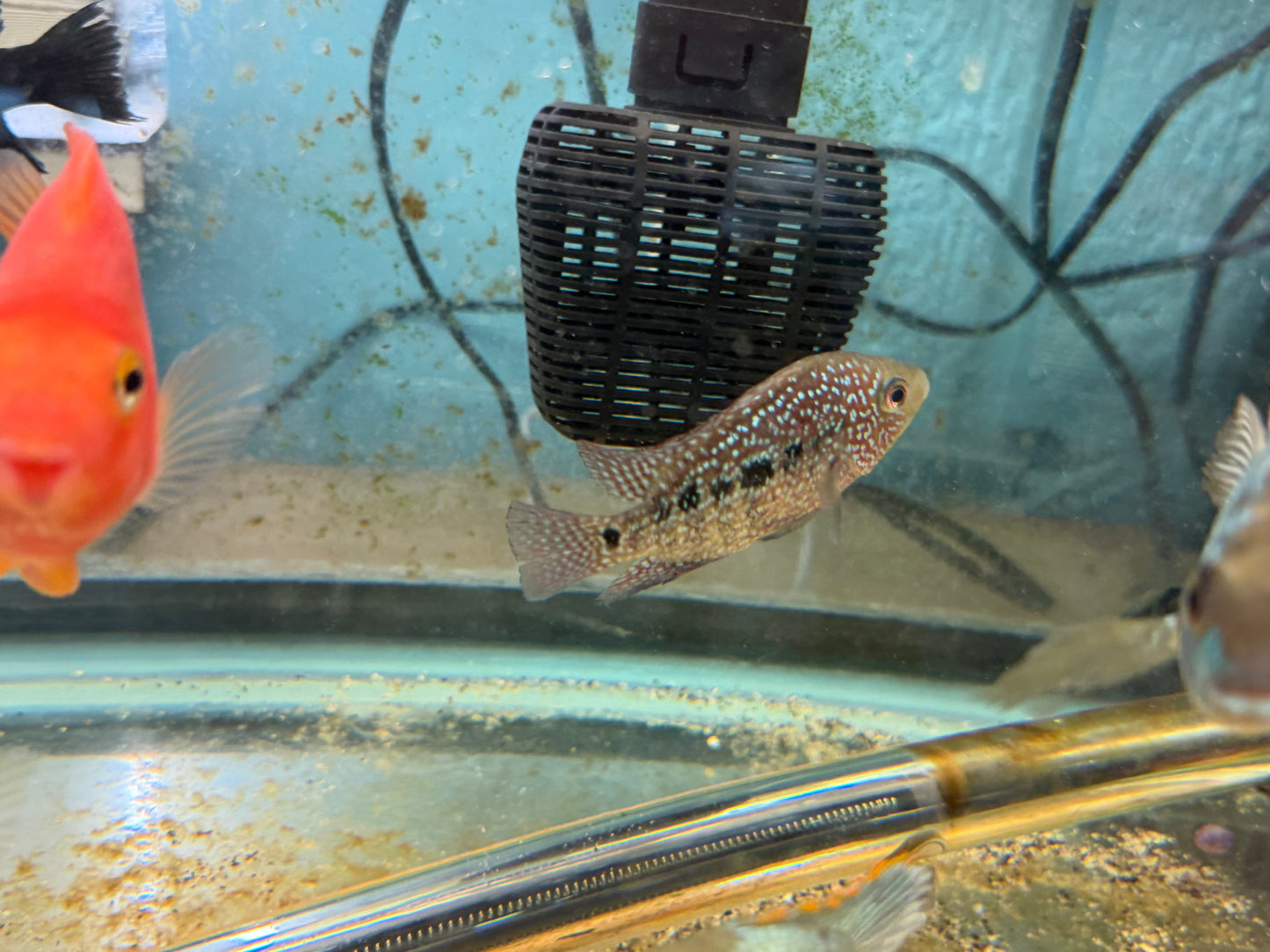 SRT F4 Super Red Texas Cichlid