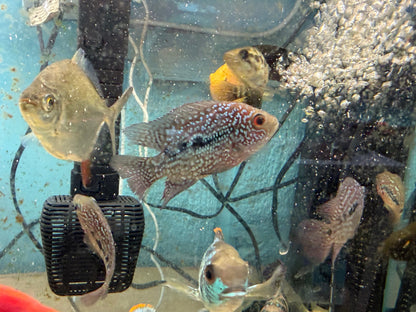 SRT F4 Super Red Texas Cichlid