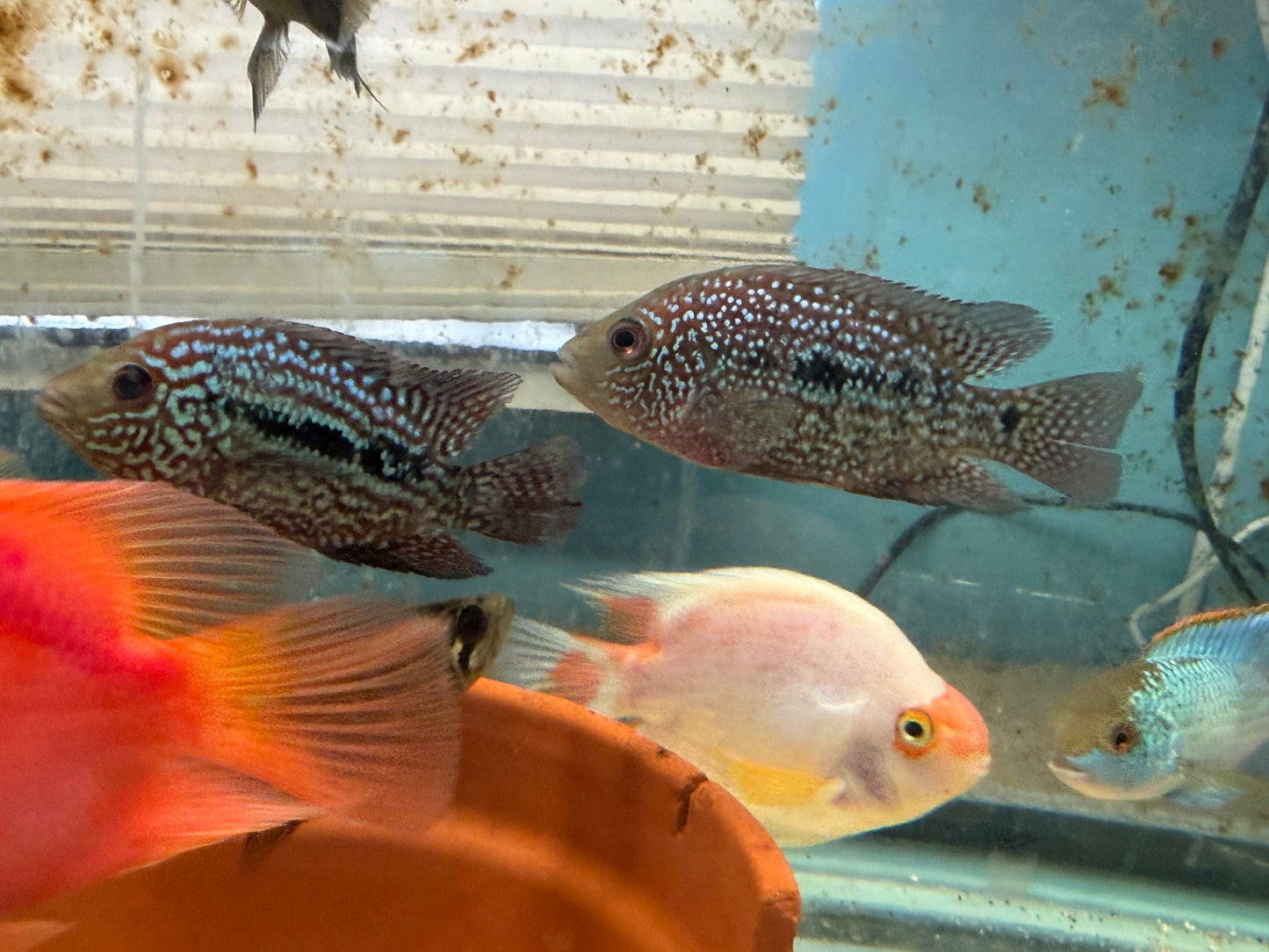 SRT F4 Super Red Texas Cichlid