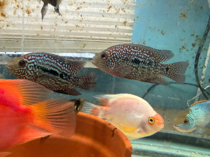 SRT F4 Super Red Texas Cichlid