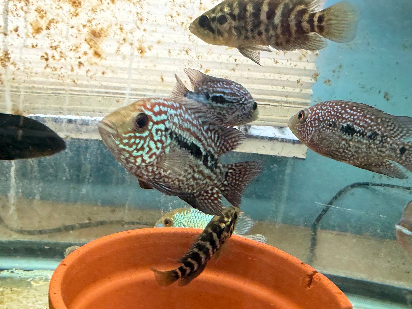 SRT F4 Super Red Texas Cichlid